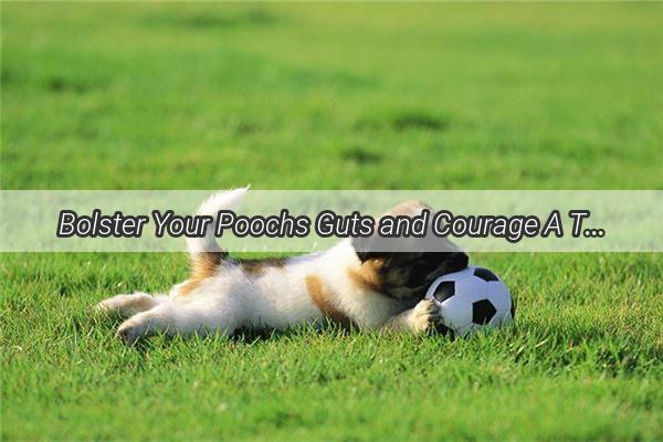 Bolster Your Poochs Guts and Courage A TailWagging Guide to Canine Wellness